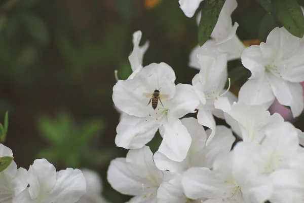 Rhododendron Fleurs dans un parc public — Photo