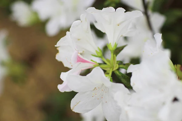Rhododendron Flores em um parque público — Fotografia de Stock