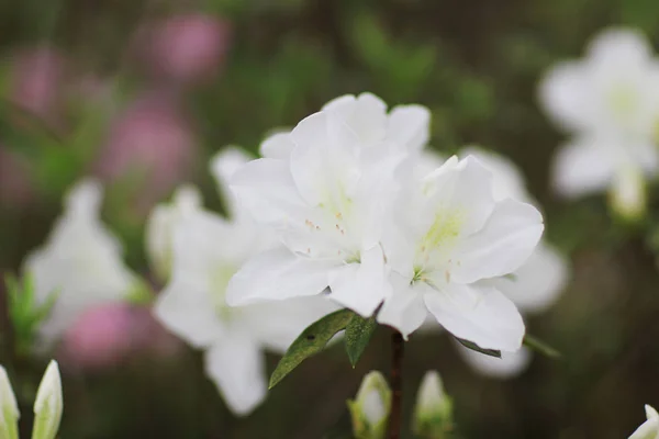 Rhododendron Flowers in a public park — Stock Photo, Image