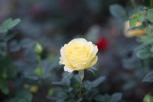 Rose in einem Rosengarten mit grünen Blättern. — Stockfoto