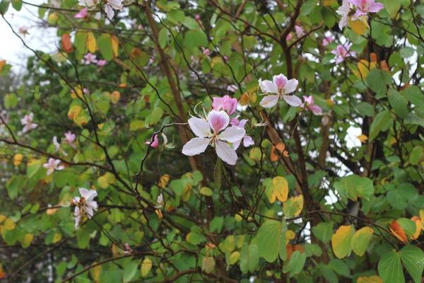 Bauhinia blakeana, Hong Kong Orchid Tree, — Stock Photo, Image