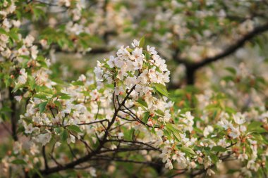 Bahar kiraz çiçekleri, pembe çiçekler.