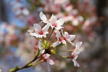 Bahar kiraz çiçekleri, pembe çiçekler.