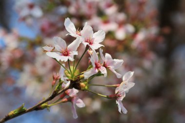 Bahar kiraz çiçekleri, pembe çiçekler.