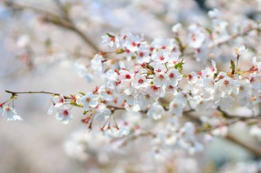Güzel kiraz çiçeği, beyaz sakura çiçek