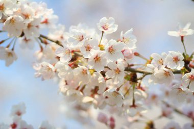  Bahar sakura Pembe çiçek