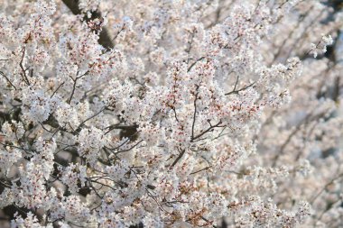  Bahar sakura Pembe çiçek