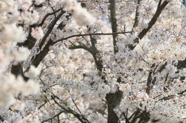 Bahar kiraz çiçekleri, pembe çiçekler.