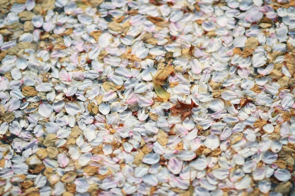 Dywan z kwiatów wiśni na ziemi — Zdjęcie stockowe