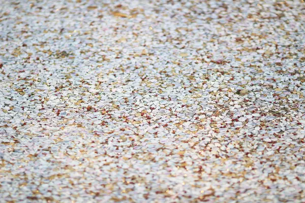 Tapete de flores de cerejeira no chão — Fotografia de Stock
