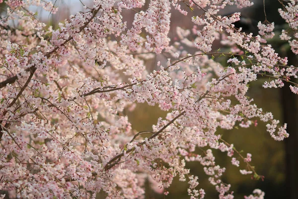 Цвітіння вишні в ninna-ji kyoto — стокове фото