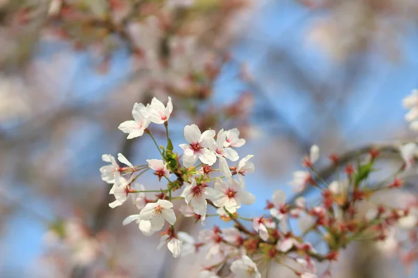 Spring Cherry blossoms, pink flowers. — Stock Photo, Image