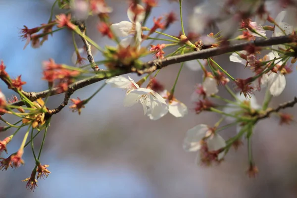 Spring Cherry blossoms, pink flowers. — Stock Photo, Image
