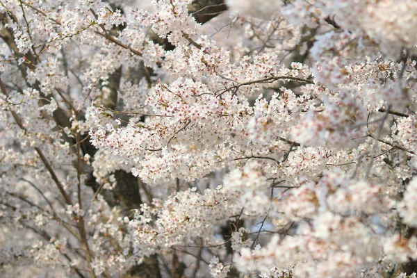 Na jaře sakura, růžový květ — Stock fotografie