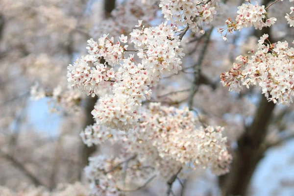 Bellissimo fiore di ciliegio, fiore di sakura bianco — Foto Stock