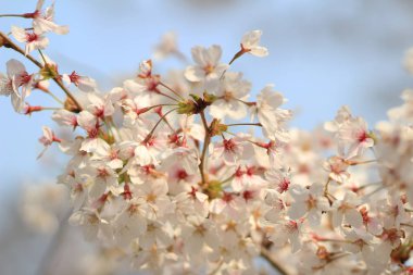 Güzel kiraz çiçeği, beyaz sakura çiçek