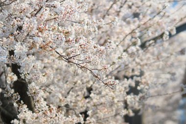 Güzel kiraz çiçeği, beyaz sakura çiçek