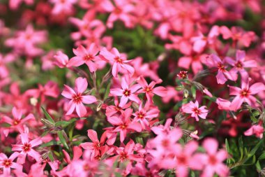 küçük pembe çiçek