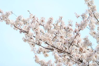 Güzel kiraz çiçeği, beyaz sakura çiçek