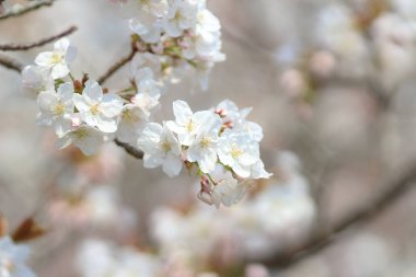 Güzel kiraz çiçeği, beyaz sakura çiçek