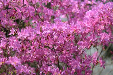 Pembe kiraz çiçekleri çiçek