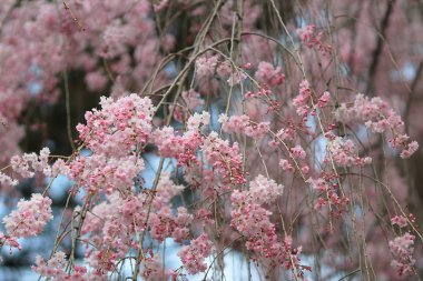 kyoto, Bahar çiçeği