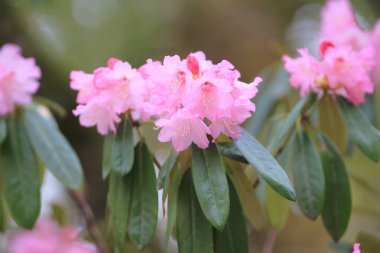  Bahar sakura Pembe çiçek