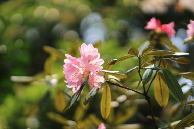  Bahar sakura Pembe çiçek
