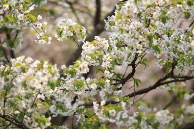 kyoto, Bahar çiçeği