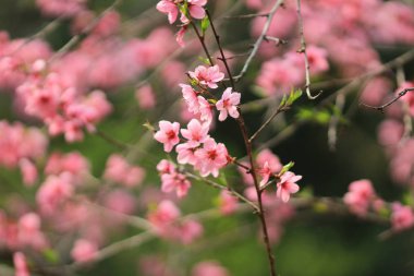 Ryoan-ji, güzel renkli taze bahar çiçekleri