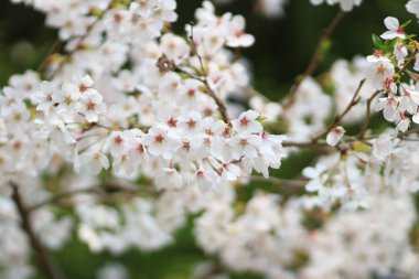 kyoto, Bahar çiçeği