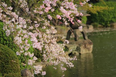 Ryoan-ji Tapınağı Bahar, kyoto, Japonya