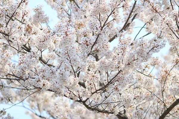 Frühling Sakura rosa Blume — Stockfoto