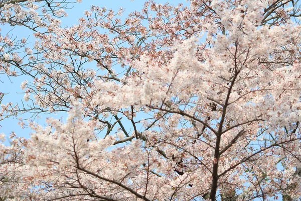 Schöne Kirschblüte, weiße Sakura-Blume — Stockfoto