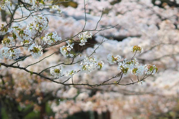 春盛开的樱花枝条 — 图库照片