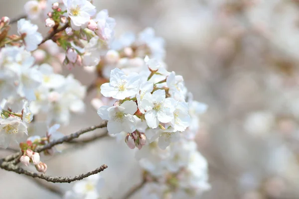 Spring blooming cherry flowers branch — Stock Photo, Image