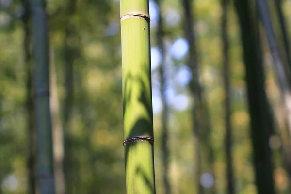 Berömd bambudunge i Arashiyama, Kyoto - Japan — Stockfoto