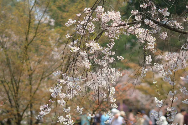 Beautiful Cherry blossom , white sakura flower — Stock Photo, Image