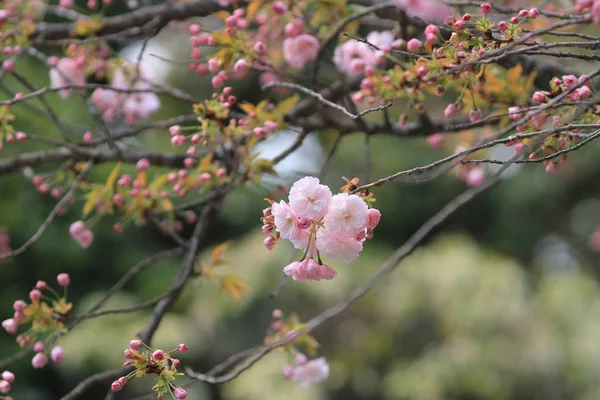 Kyoto, Bahar çiçeği — Stok fotoğraf