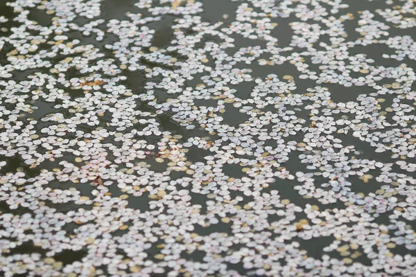 Pétalas de flor Sakura em um lago — Fotografia de Stock