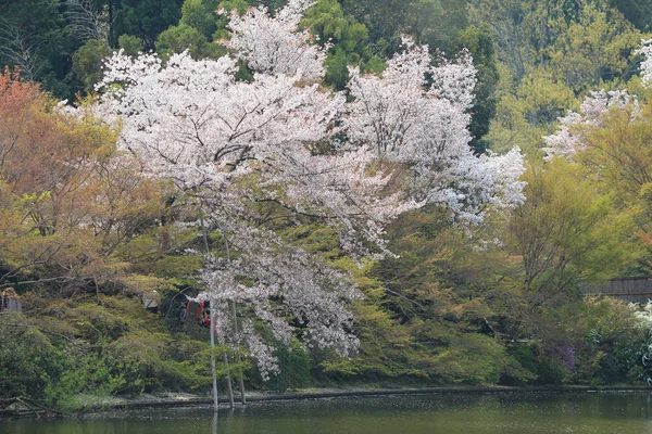 Kyoto, Japan lente Ryoanji Temple's aan de vijver. — Stockfoto