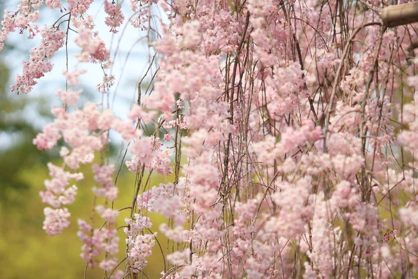 龍安寺の美しいカラフルな新鮮な春の花 — ストック写真