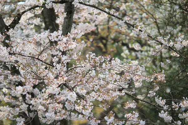 Piękny kwiat, biały kwiat Sakury — Zdjęcie stockowe