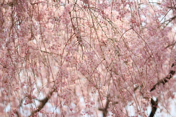Belles fleurs de printemps fraîches colorées à Ryoan-ji — Photo