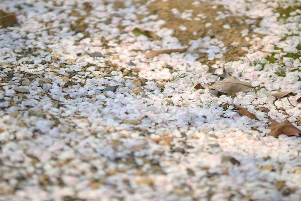 Karpet bunga ceri mekar di tanah — Stok Foto