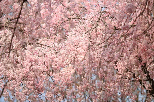 Mooie kleurrijke verse Lentebloemen op Ryoan-ji — Stockfoto