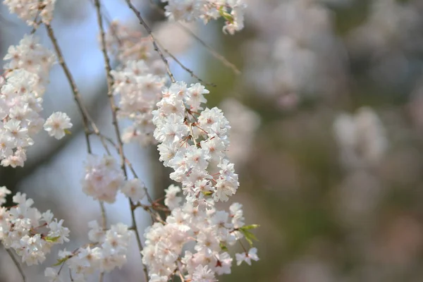 सुंदर चेरी ब्लोसम, पांढरा साकुरा फूल — स्टॉक फोटो, इमेज