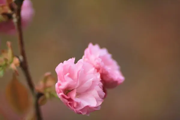 Beautiful colorful fresh spring flowers at Ryoan-ji — Stock Photo, Image