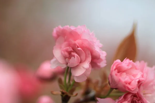 Vakre, fargerike, friske vårblomster på Ryoan-ji. – stockfoto