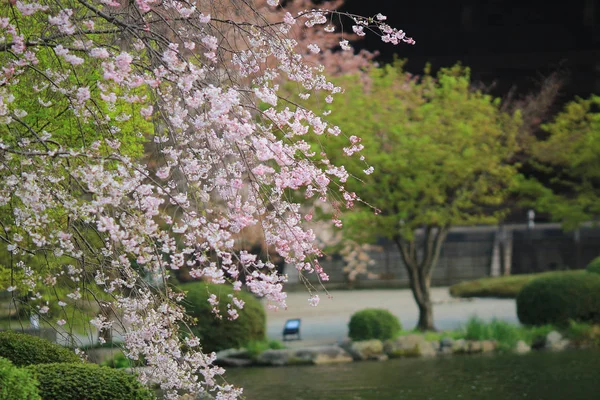 春、京都、日本の龍安寺 — ストック写真